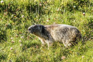 Vorsichtiges Murmeltier in Lauerstellung im grünen Gras