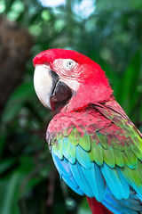 Beautiful macaw