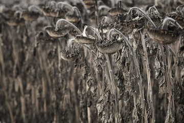 withered sunflowers field in the autumn