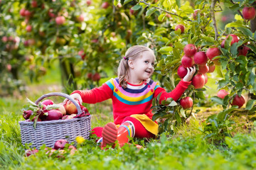 Little girl picking apple in fruit garden