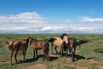 Fototapeta na wymiar Chevaux dans la steppe, Mongolie