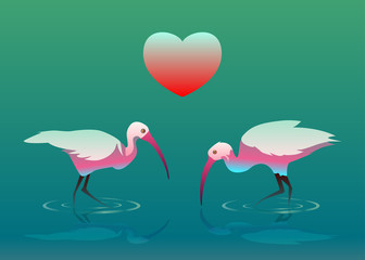 two romantic evening ibis bird