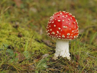Fly agaric Amanita muscaria