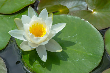 Lotus
