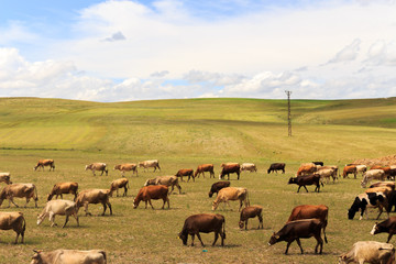 Naklejka na ściany i meble Walking outdoors cattle herd. A beautiful view.