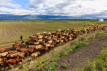 Walking outdoors cattle herd. A beautiful view.