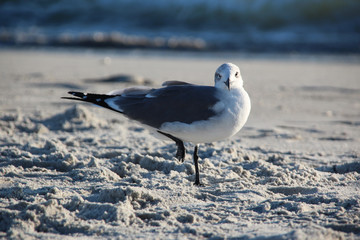 Staring Seagull