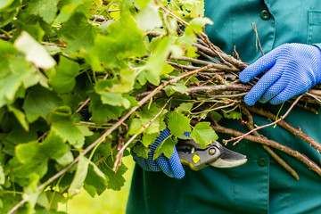Worker is pruning plant branches, gardener is thinning red currant bush branches, horticulture...