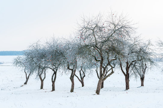 Landscape with bare and hoarfrosted apple trees in the garden in winter time