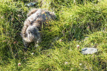Fototapeta premium Murmeltier durchwandert die grünen Wiesen in den Alpen von Österreich