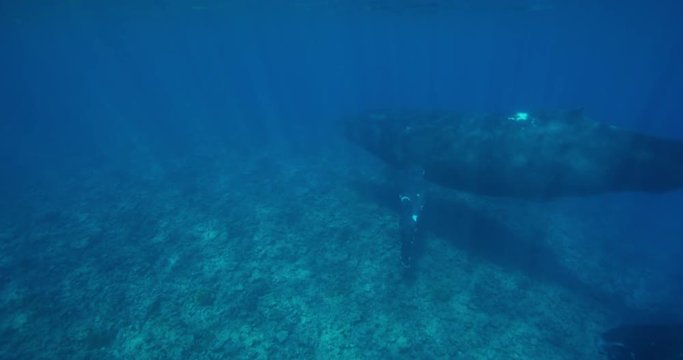 Underwater view of humpback whales swimming in ocean