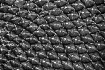 Naklejka premium Sun flower seed background. Black sunflower seeds. For texture o