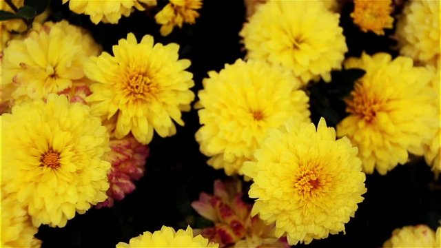 Yellow chrysanthemum flowers in the garden