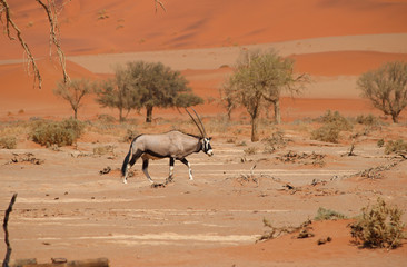 Oryx - antelope - Oryxantilope in Namibia