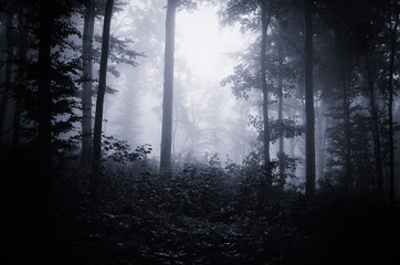 dark forest in twilight