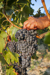 Grapes harvest. Dirty farmer's hand cutting a bunch of red grapes