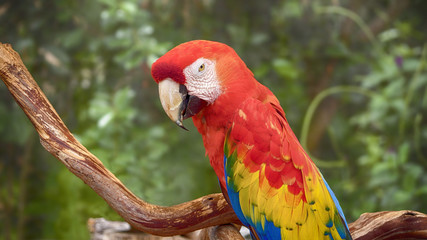 Colorful Parrot Closeup