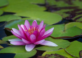 Purple water lily floating on pond with large green leaves
