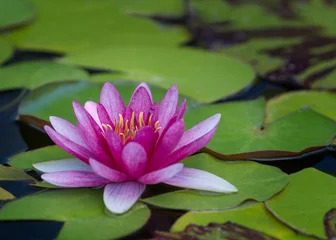 Foto op Plexiglas Waterlelie Purple water lily floating on pond with large green leaves