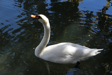 Swan
