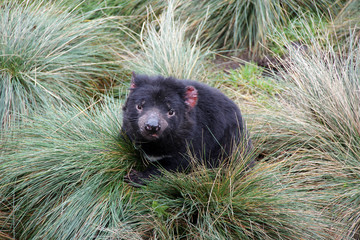 Tasmanian devil sitting in grass