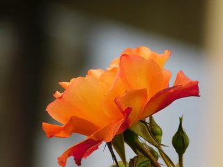 orangene Rose closeup