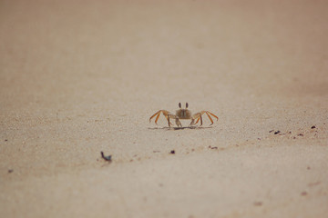 Crabe jaune de plage