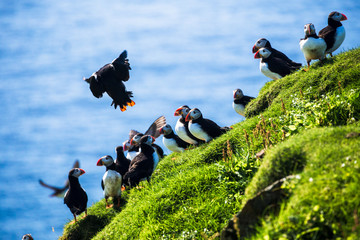 Flying puffin. Atlantic Puffin, Fratercula artica, artic black and white cute bird with red bill sitting on the rock, nature habitat, Iceland. Puffin on the rock. Puffin in fly.