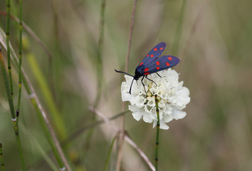 Beautiful butterfly draws attention to the white flower and drink the nectar from it