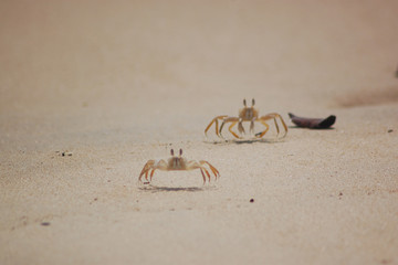 Couple de crabe jaune
