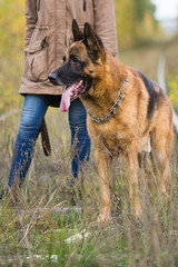 Attractive young woman posing with her dog German shepherd at autumn forest, near rail way