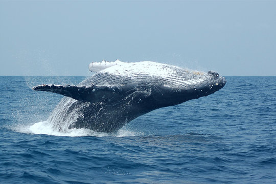 Baleine &agrave; bosse