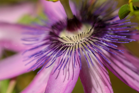 Closeup passionflower