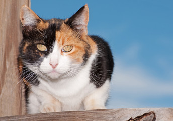 Calico cat on wooden porch, looking intently at the viewer
