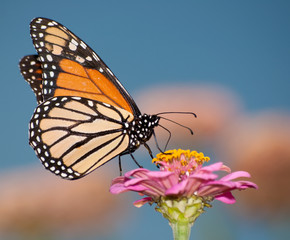 Colorful migrating Monarch butterfly feeding against blue sky