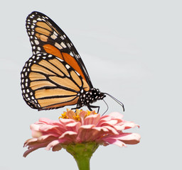 Monarch butterfly feeding on a pink Zinnia flower against light background