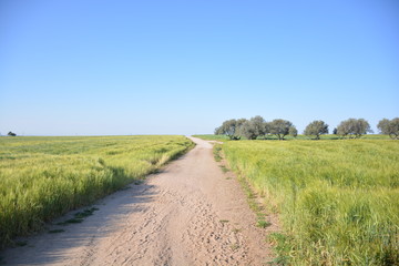 Fototapeta na wymiar Camino entre cebada. Camino por el campo y paisaje.