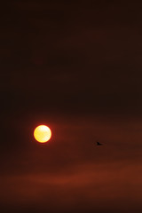 Obraz premium Bird flying over the sun