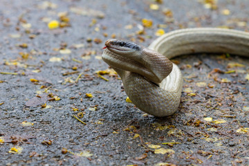 Rat Snake, Orthriophis taeniurus ridleyi