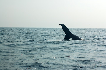 Baleine à bosse