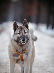 Portrait of a shaggy dog