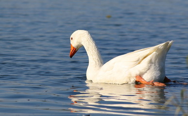  geese swimming on water