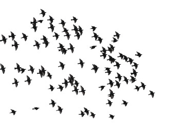 flock of birds isolated on white background, starlings