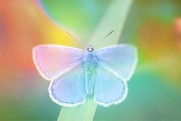 Obraz na płótnie Canvas Close Up Of Butterfly