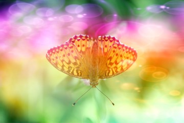 Obraz na płótnie Canvas Close Up Of Butterfly