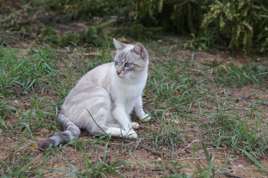 Chat Beige Aux Yeux Bleus" Images – Parcourir 9 le catalogue de photos,  vecteurs et vidéos | Adobe Stock