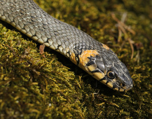 Grass snake Natrix natrix