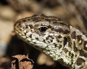Sand lizard Lacerta agilis agilis in Finland.