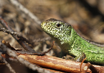 Male sand lizard Lacerta agilis agilis in courtship colour in Finland.