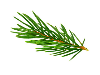 fir branch isolated on white.without a shadow. close-up.